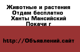 Животные и растения Отдам бесплатно. Ханты-Мансийский,Покачи г.